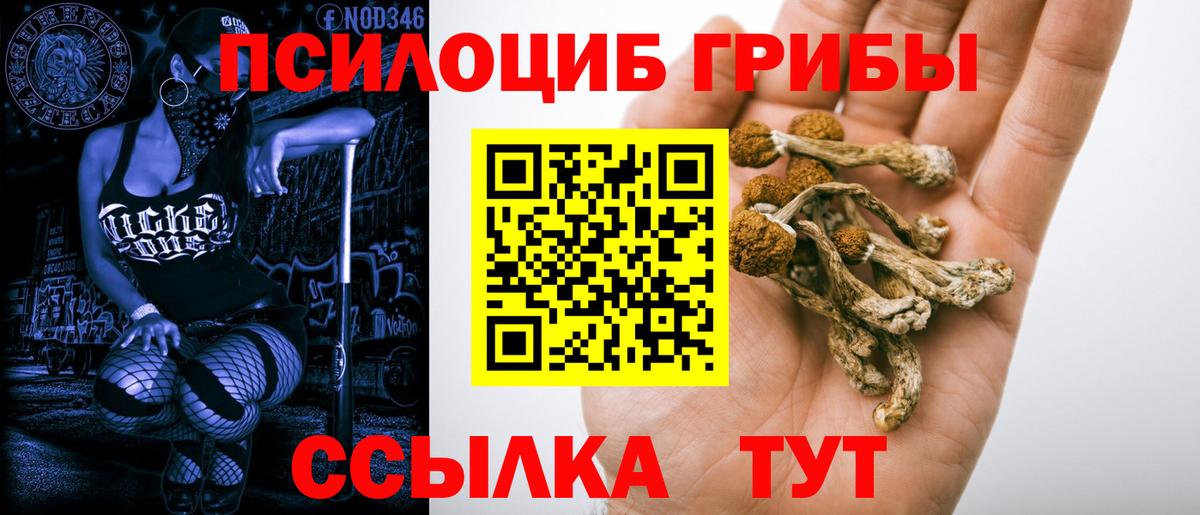 Галлюциногенные грибы Psilocybe Кашира